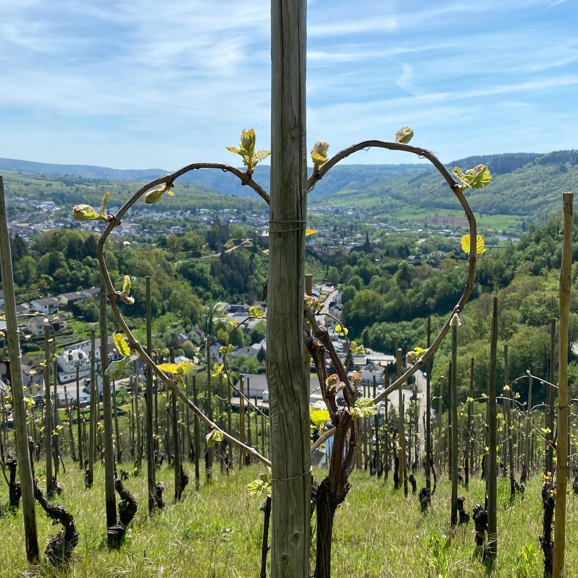 Villa Weingut Dr Wagner Saarburg Esterno foto